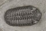 Austerops Trilobite From Jorf - Top Quality Specimen #221219-2